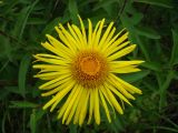 Inula hirta. Соцветие. Пензенская обл., Лунинский р-н, окр. с. Ферлюдинка, левый берег р. Шукша, опушка сосново-широколиственного леса. 19 июня 2015 г.