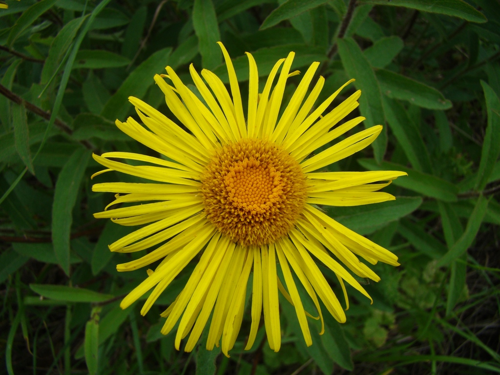 Image of Inula hirta specimen.