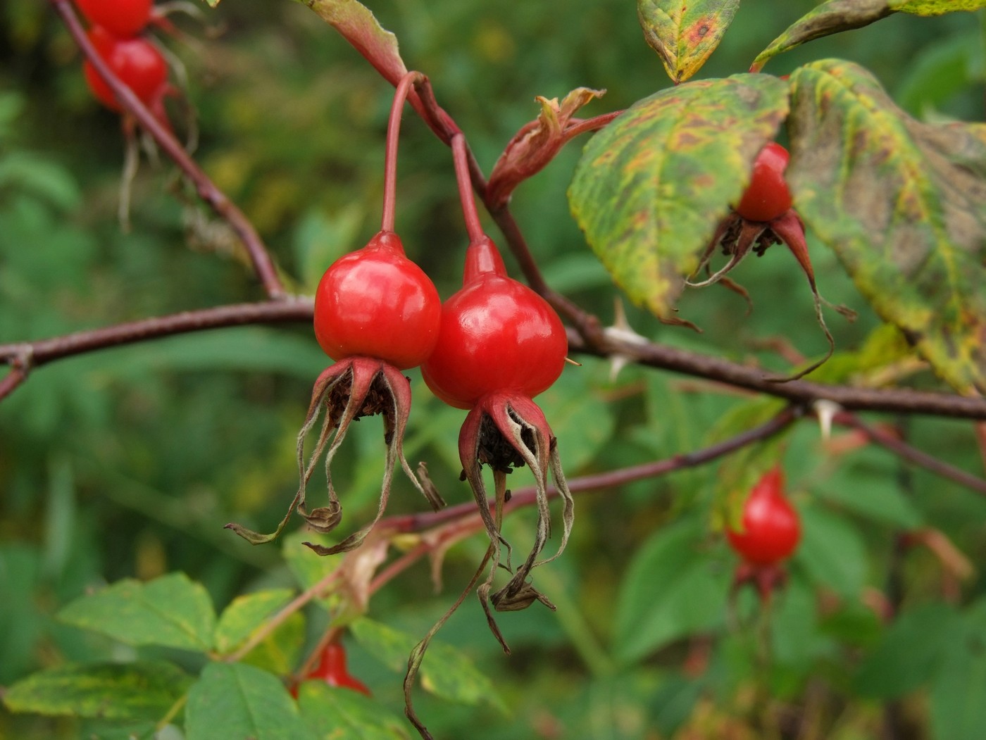 Изображение особи Rosa amblyotis.