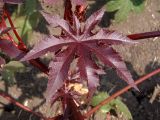 Ricinus communis. Окрашенный антоцианом молодой лист. Украина, Запорожская обл., Запорожский р-н, опытное поле. 27.07.2016.