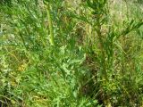 Senecio erucifolius