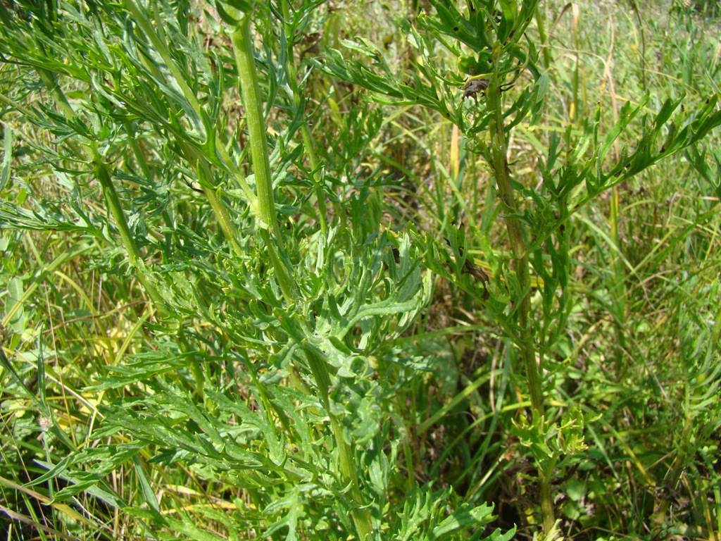 Image of Senecio erucifolius specimen.