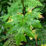 Heracleum moellendorffii. Лист. Приморский край, о. Русский, многопородный широколиственный лес, обочина дороги. 01.08.2016.