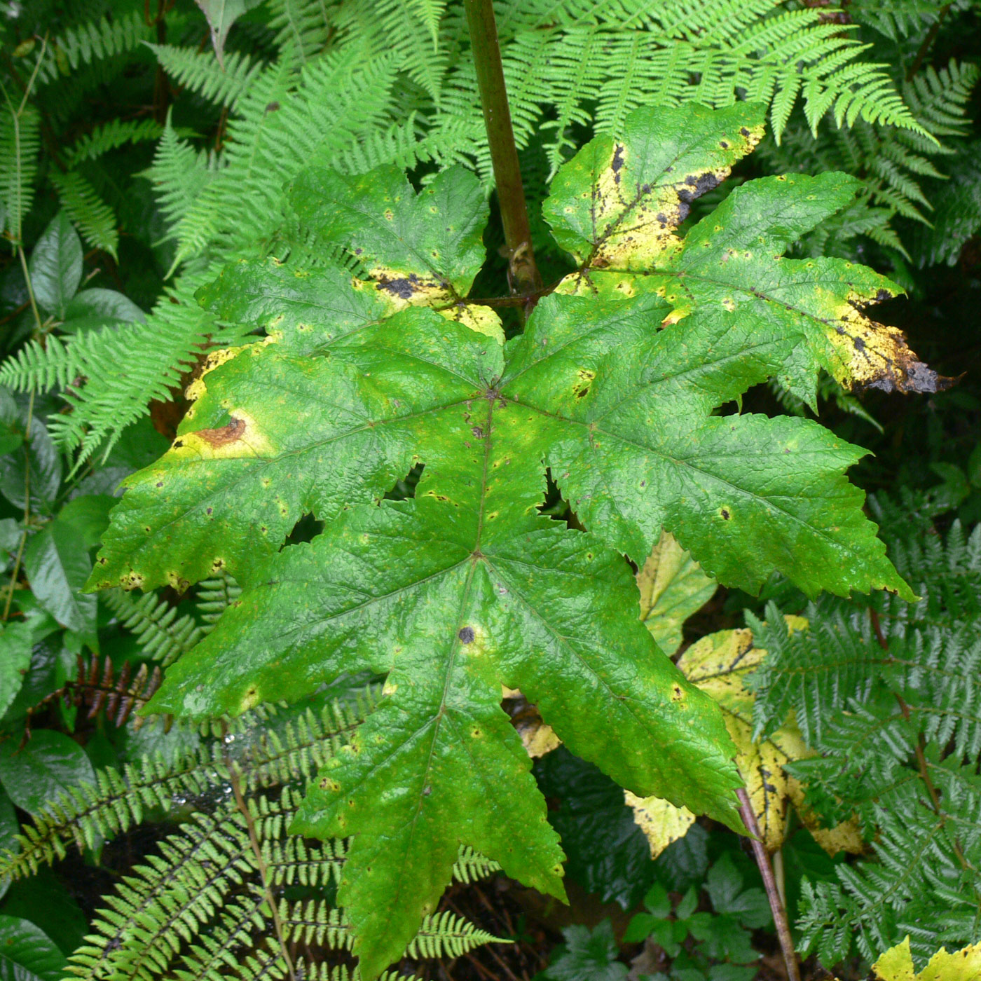 Image of Heracleum moellendorffii specimen.