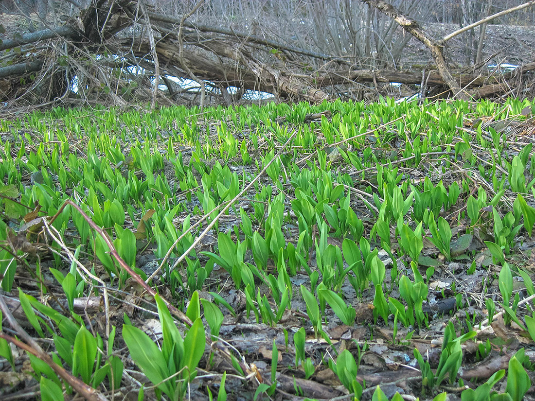 Изображение особи Allium ursinum.