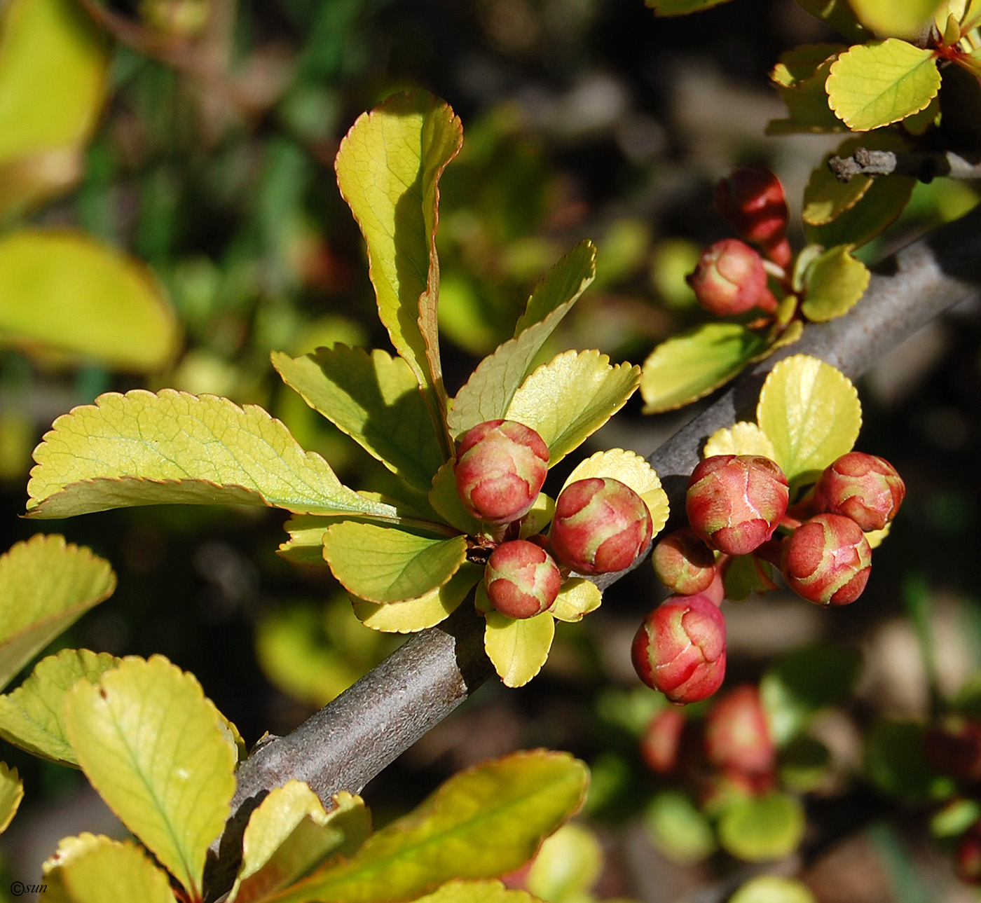 Изображение особи Chaenomeles japonica.