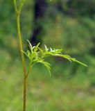 Bidens parviflora