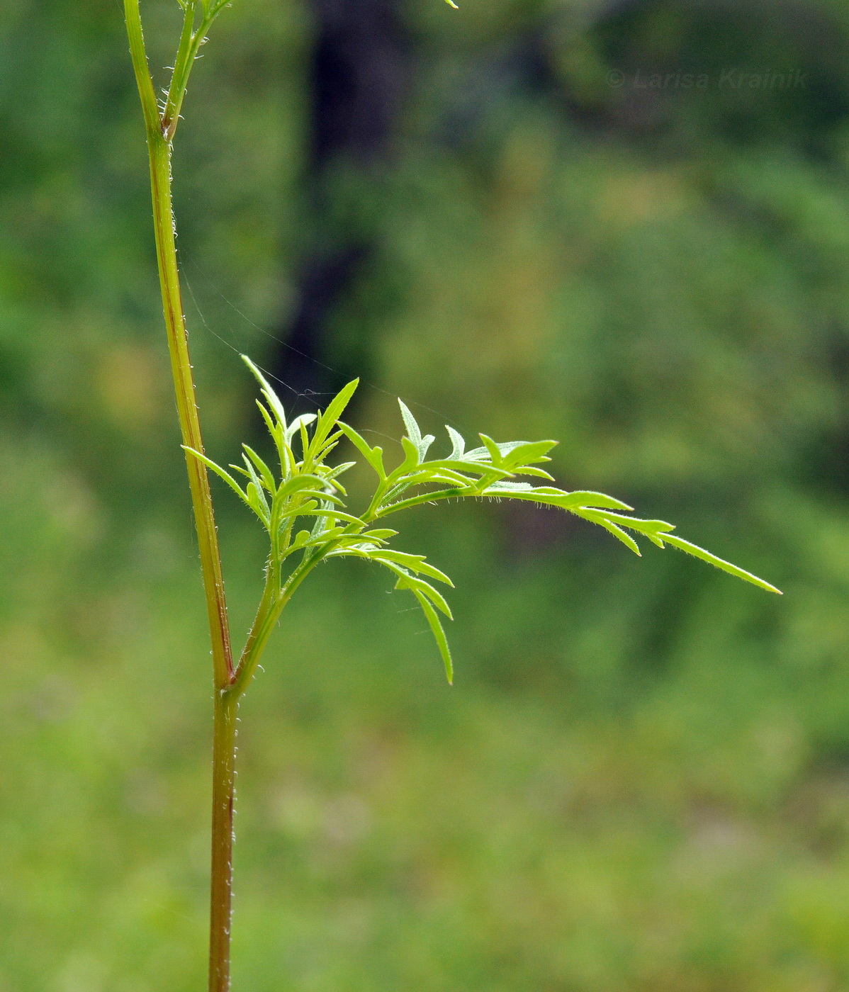 Изображение особи Bidens parviflora.