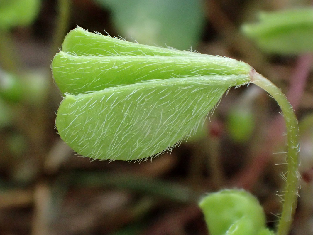 Изображение особи Oxalis acetosella.