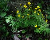 Ranunculus cassubicus