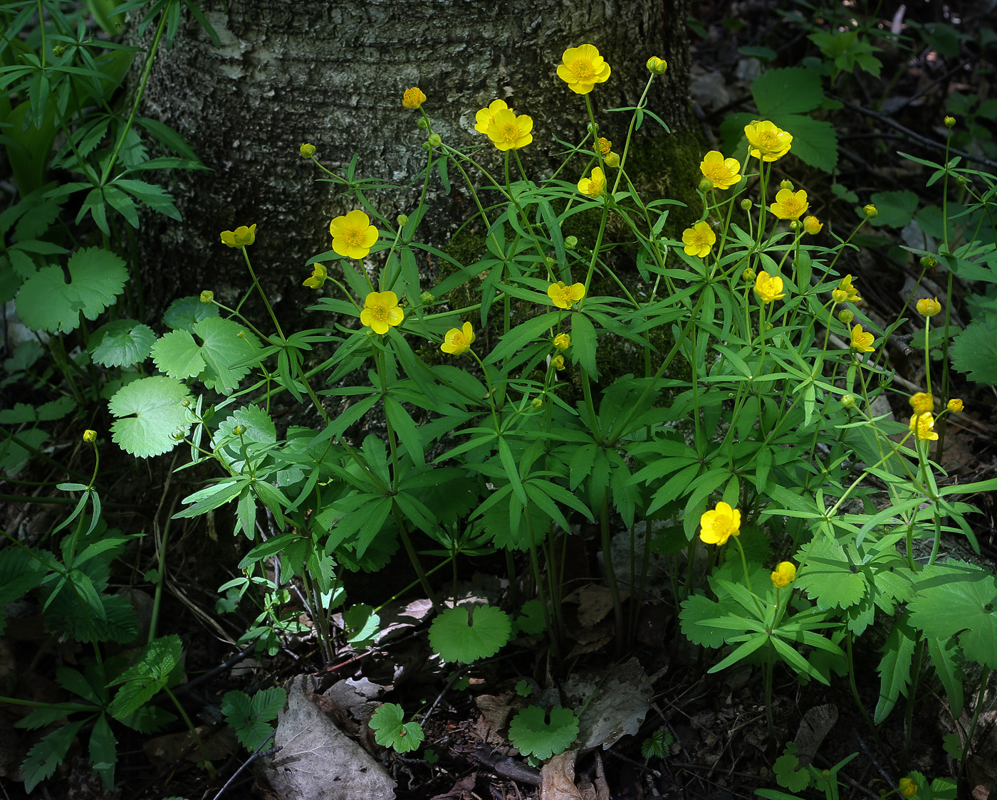 Изображение особи Ranunculus cassubicus.