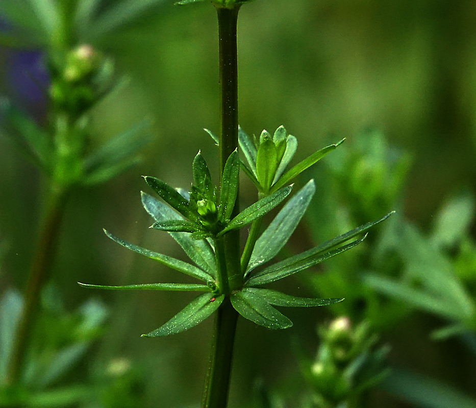 Изображение особи Galium mollugo.