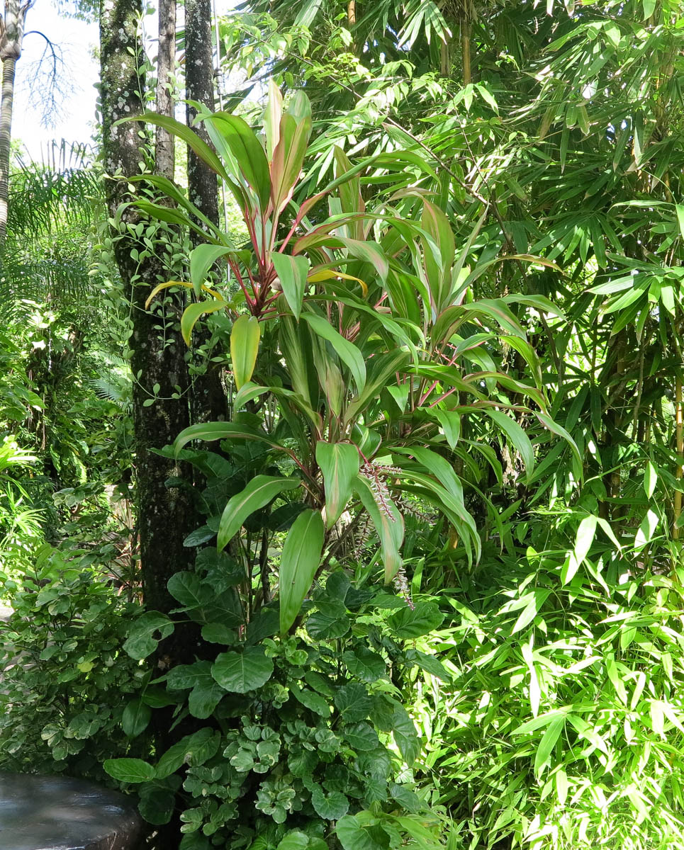 Изображение особи Cordyline fruticosa.