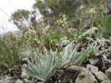 Plantago arachnoidea. Цветущие растения. Южный Казахстан, Таласский Алатау, запов. Аксу-Джабаглы, пер. Улькен-Каинды, ≈ 2750 м н.у.м. 11 июня 2017 г.