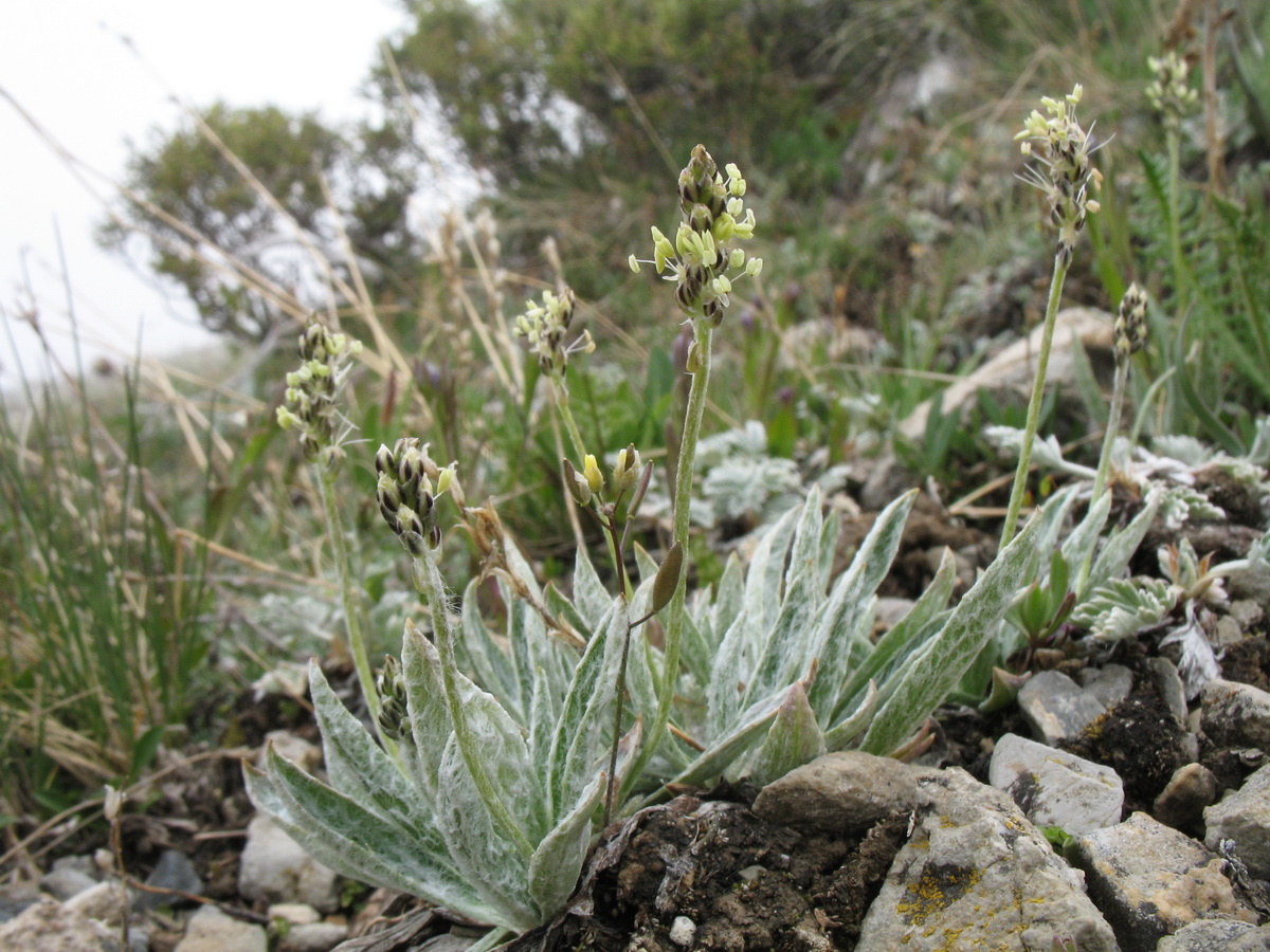 Изображение особи Plantago arachnoidea.