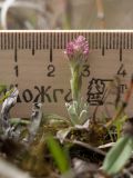 Antennaria dioica. Расцветающее миниатюрное растение. Ленинградская обл., Гатчинский р-н, окр. пос. Пудость, луг на травертине на месте заброшенного карьера. 27.05.2017.