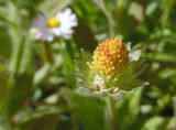 Bellis perennis. Созревающее соплодие. Марий Эл, г. Йошкар-Ола, мкр-н Гомзово, в культуре. 25.06.2017.