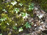 Cardamine quinquefolia