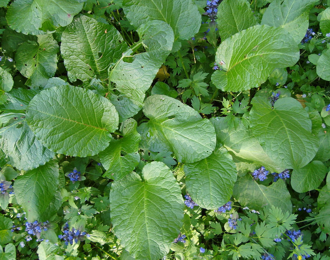 Image of Rumex obtusifolius specimen.