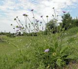 Knautia arvensis