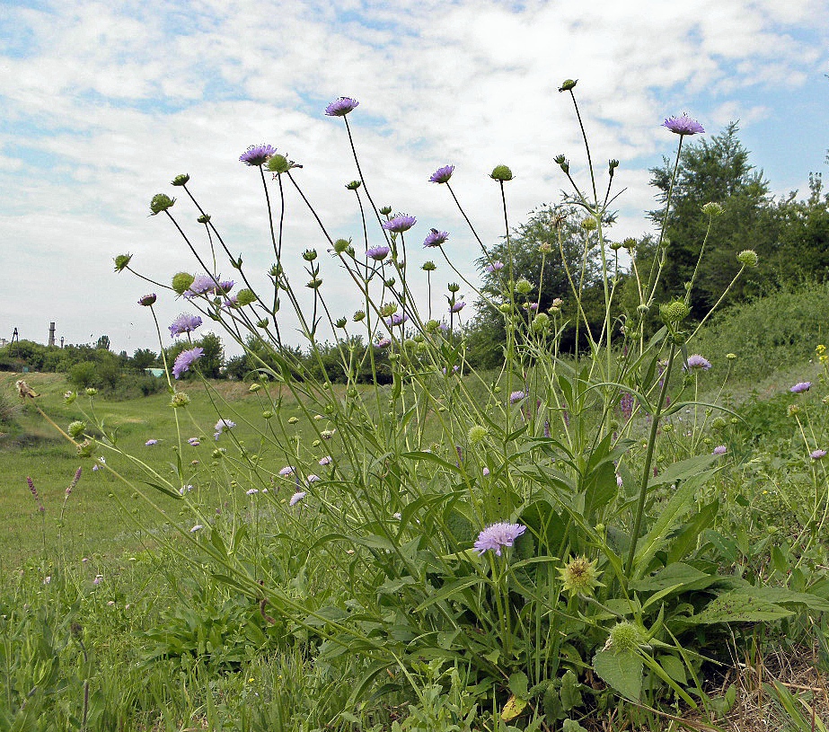 Изображение особи Knautia arvensis.