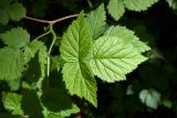 Rubus idaeus