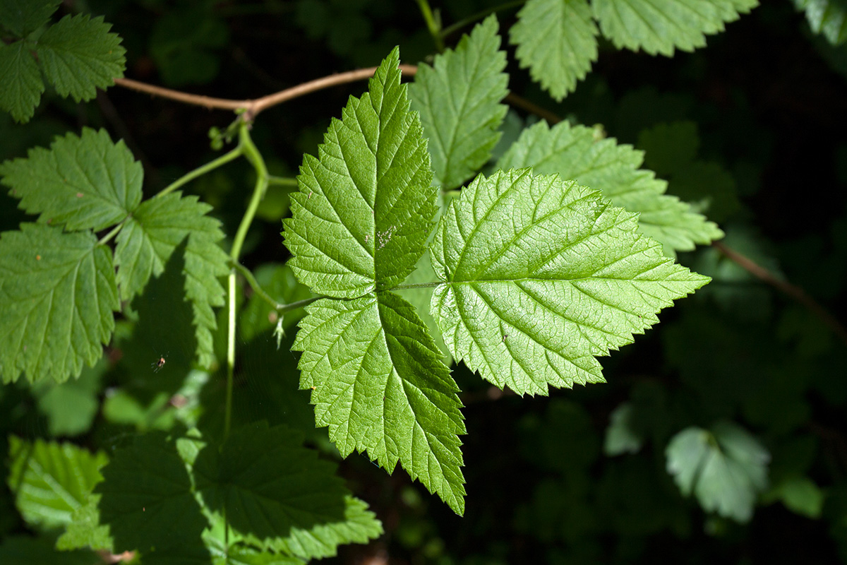 Image of Rubus idaeus specimen.