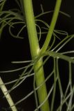 Tripleurospermum inodorum. Часть стебля с основаниями листьев и пазушного побега. Саратов, обочина дороги, в тени под деревом. 23.07.2017.
