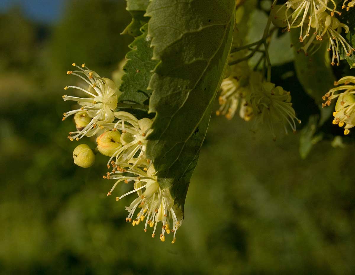 Image of Tilia cordata specimen.