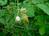 Staphylea pinnata. Соцветие с отцветающим цветком и завязавшимися плодами. Краснодарский край, м/о город-курорт Геленджик, окр. пос. Светлый, щель Церковная, дубовый лес на берегу водохранилища. 6 мая 2017 г.