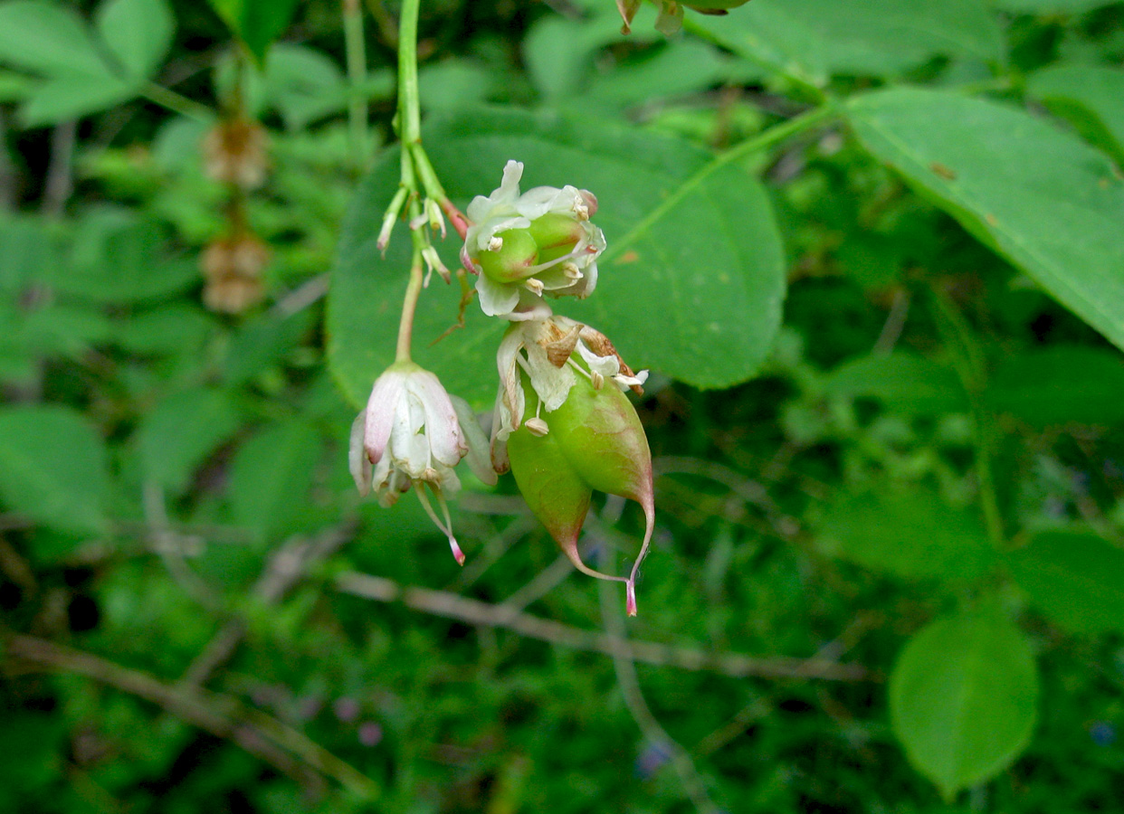 Изображение особи Staphylea pinnata.