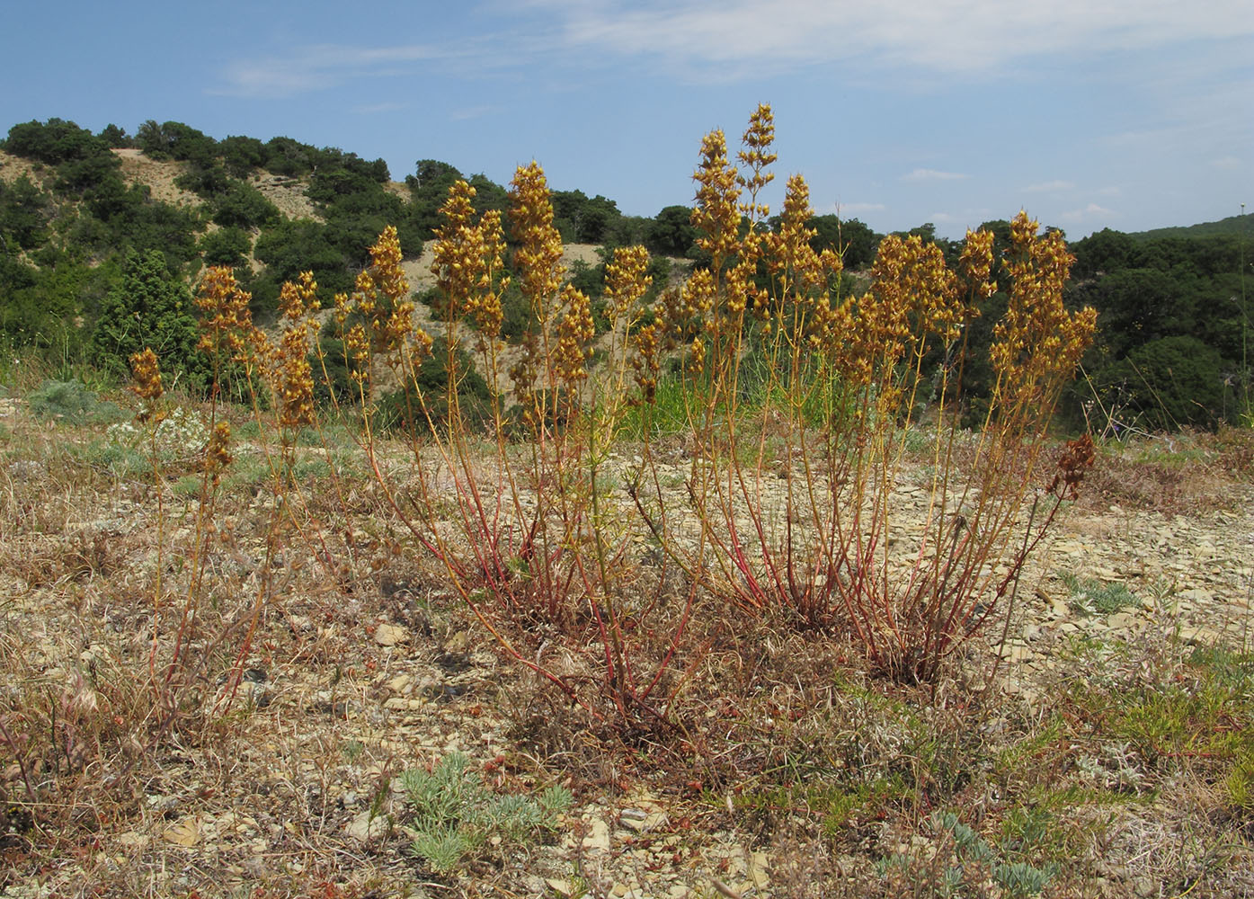 Image of Hypericum lydium specimen.