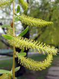 Salix babylonica