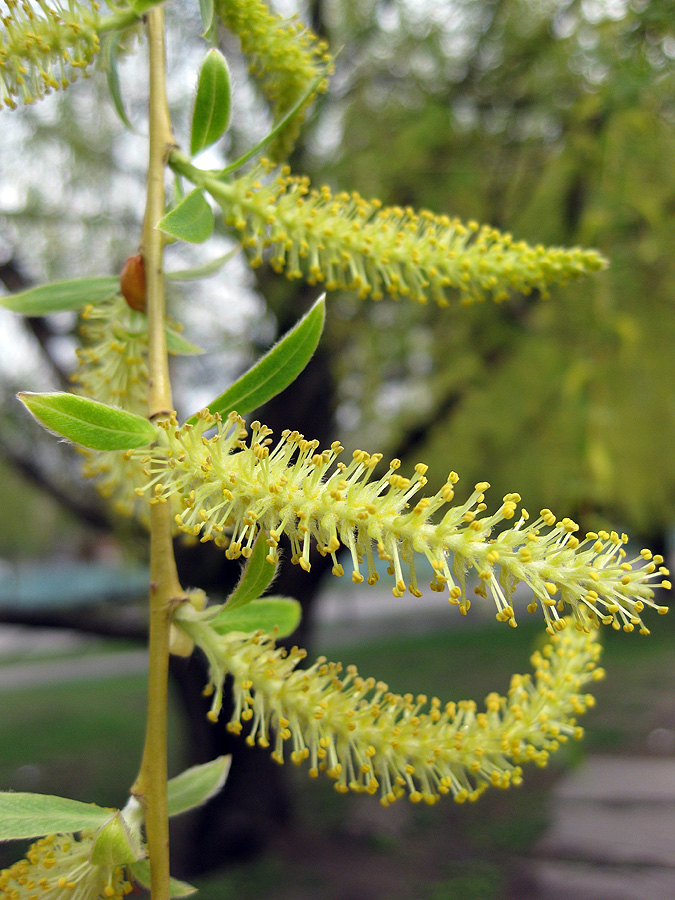 Image of Salix × sepulcralis specimen.