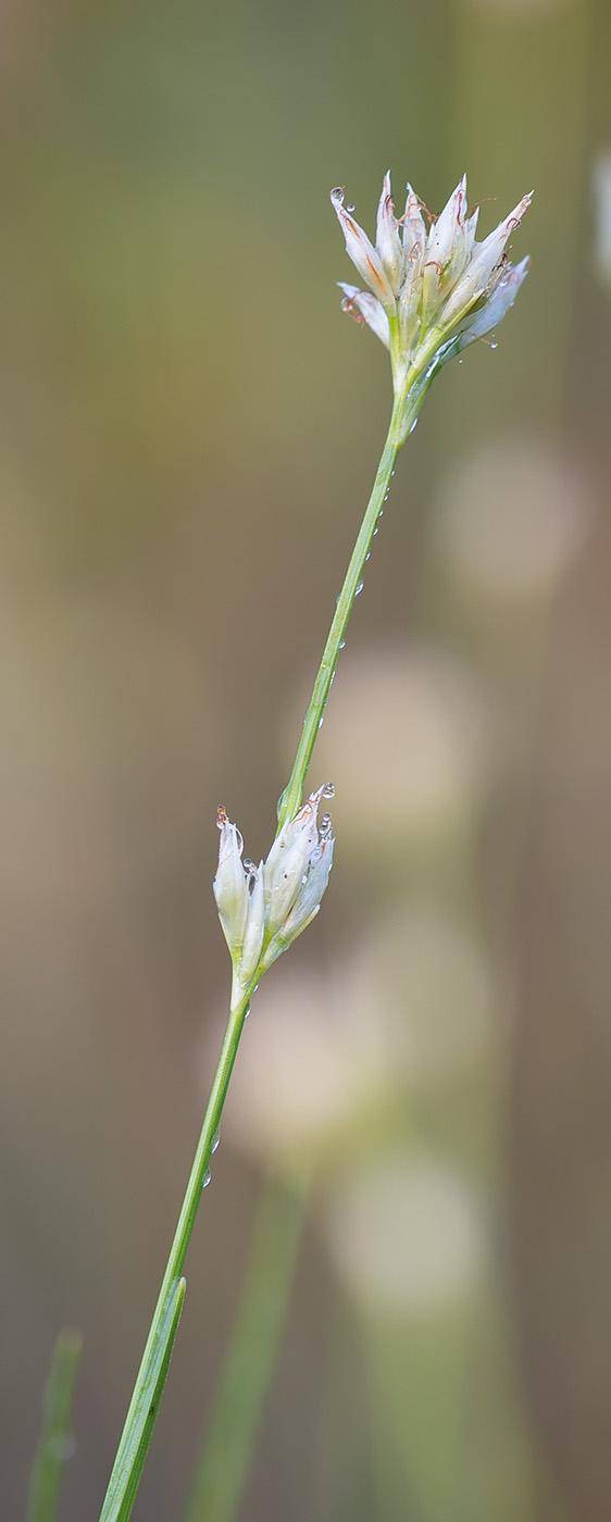 Image of Rhynchospora alba specimen.