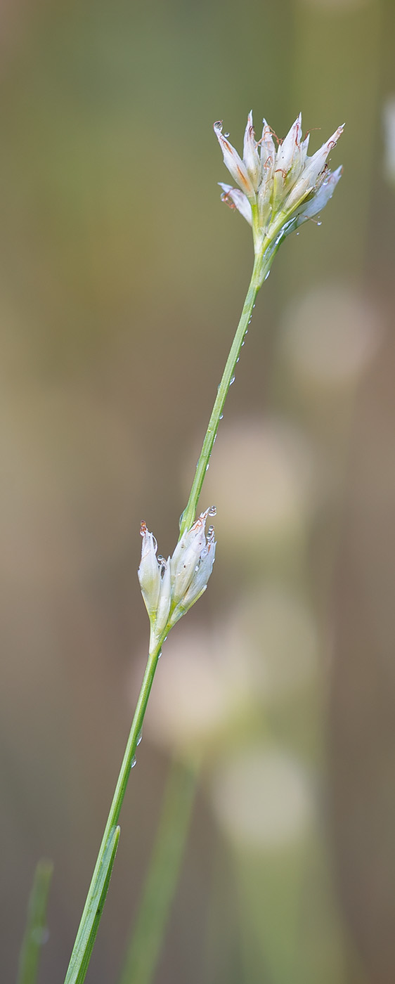 Изображение особи Rhynchospora alba.