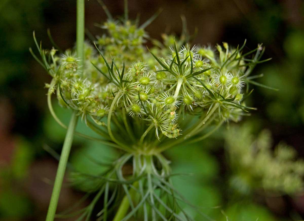 Изображение особи Daucus sativus.