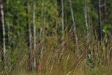 Calamagrostis × acutiflora. Побеги с соплодиями. Ленинградская обл., Всеволожский р-н, окр. дер. Лаппелово, очищенная от деревьев полоса между ж.-д. путями и смешанным лесом. 14.08.2017.