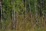 Calamagrostis &times; acutiflora