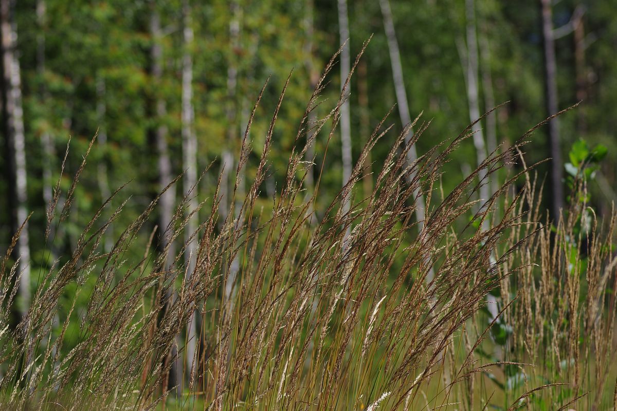 Image of Calamagrostis &times; acutiflora specimen.