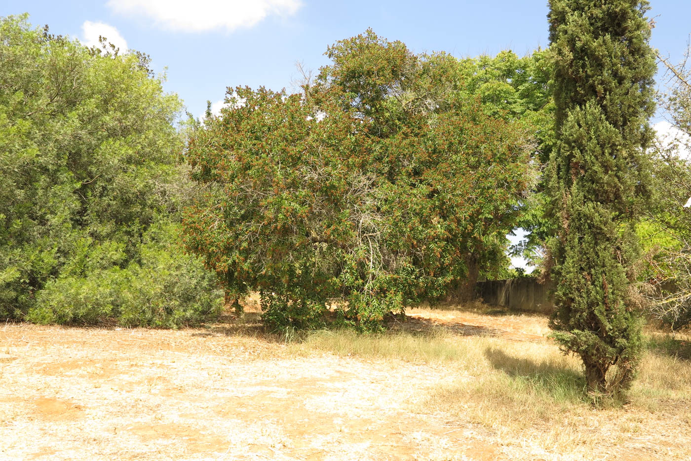 Image of Galpinia transvaalica specimen.