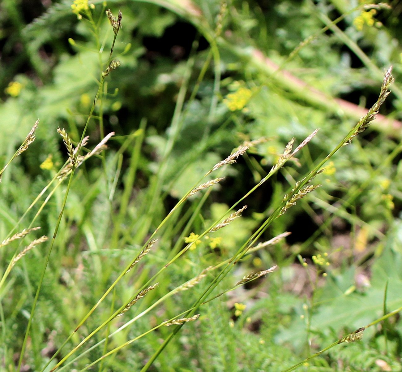 Image of Carex reventa specimen.