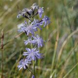 Cicerbita azurea