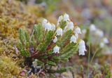 Cassiope tetragona. Цветущее растение. Якутия, дельта р. Лена, Хараулахский хребет, горный склон. 07.07.2017.