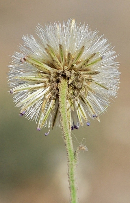 Image of Lachnophyllum gossypinum specimen.