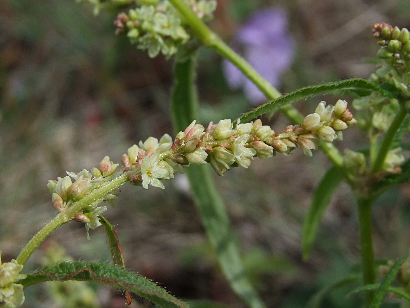 Изображение особи Aconogonon ocreatum var. laxmannii.