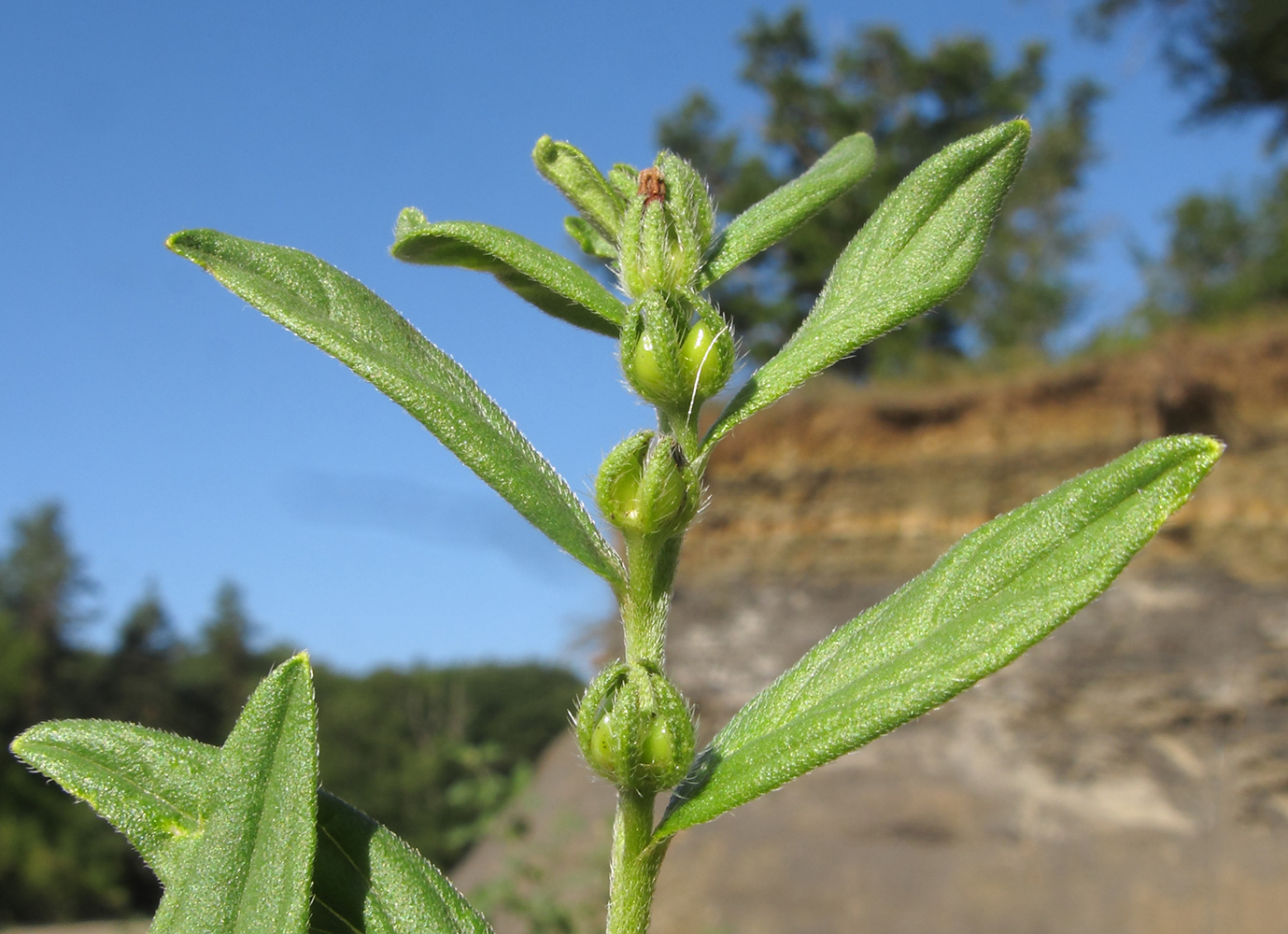 Изображение особи Lithospermum officinale.