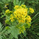 genus Solidago. Верхушка цветущего растения. Сахалинская обл., о. Итуруп, побережье зал. Касатка, возле берега реки. 21.08.2017.