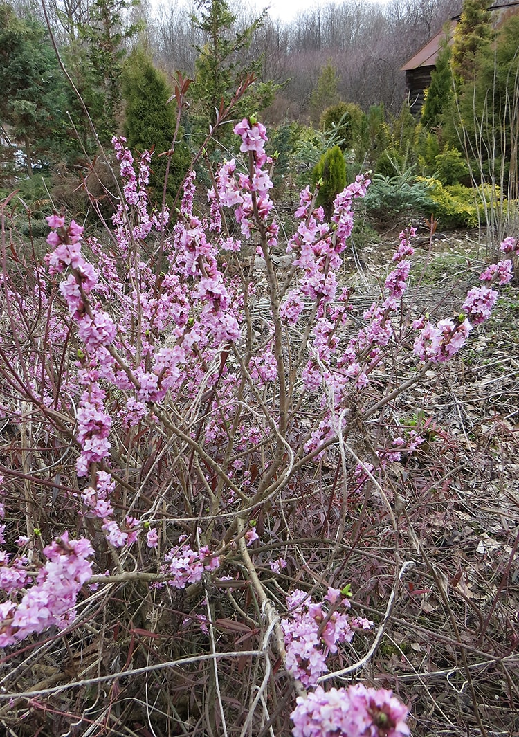 Image of Daphne mezereum specimen.