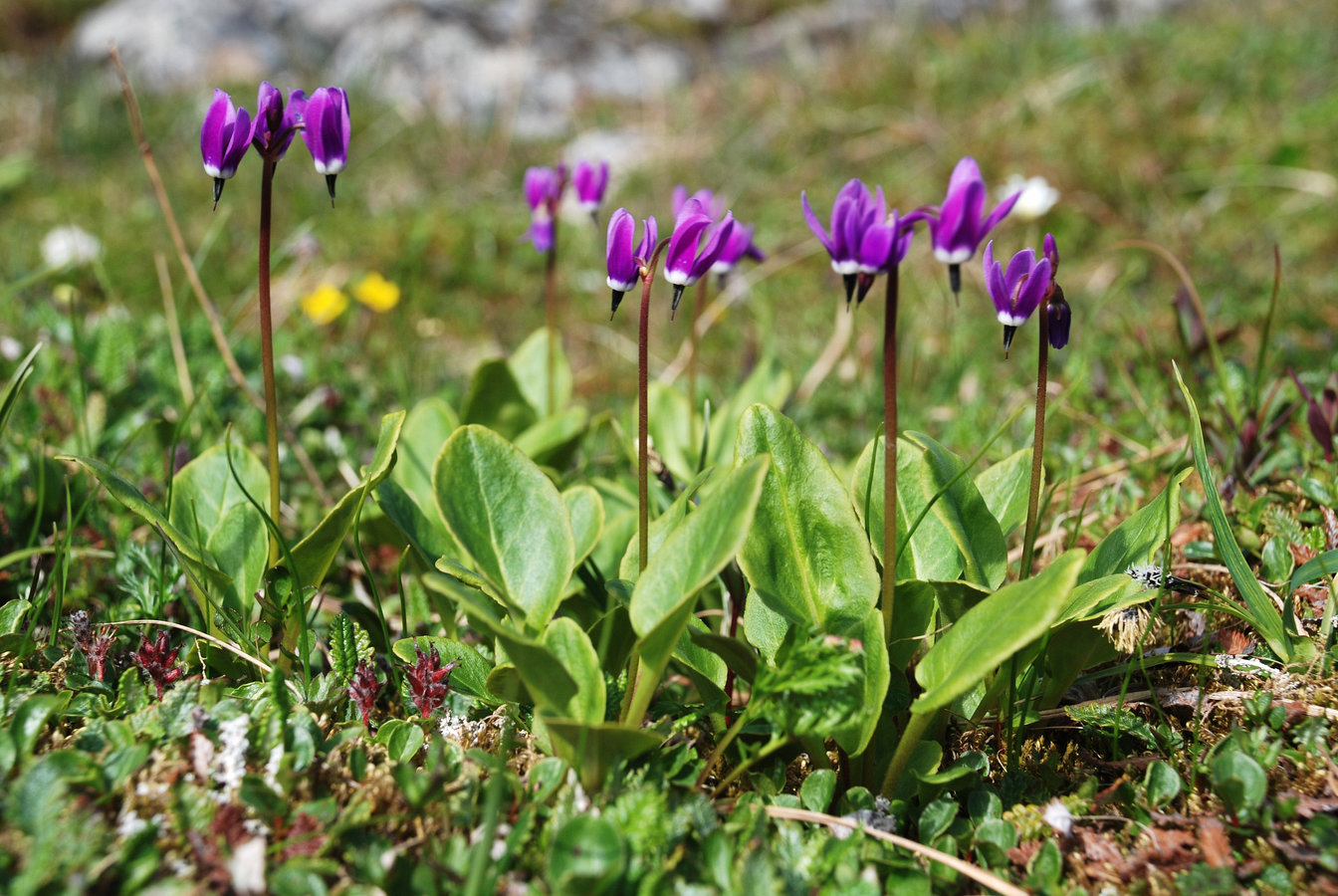 Изображение особи Dodecatheon frigidum.